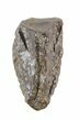 Triceratops Shed Tooth - Montana #50923-1